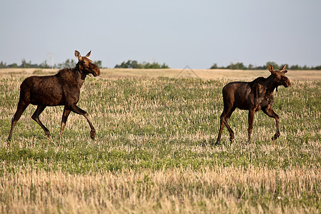 萨斯喀彻温地区有男性同龄的雌驼鹿奶牛女性保护常年水平季节性游戏野生动物大草原动物群图片