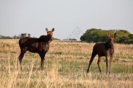 萨斯喀彻温地区有男性同龄的雌驼鹿常年奶牛动物群荒野居民季节性野生动物女性栖息地大草原图片