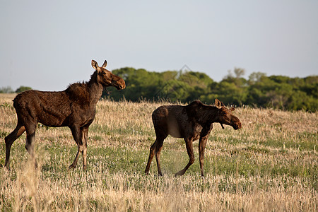 萨斯喀彻温地区有男性同龄的雌驼鹿场地栖息地野生动物风景大草原动物群常年哺乳动物保护游戏图片