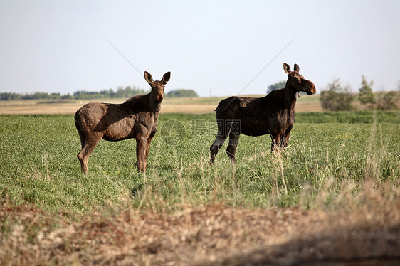 萨斯喀彻温地区有男性同龄的雌驼鹿水平游戏常年照片奶牛保护哺乳动物野生动物居民栖息地图片