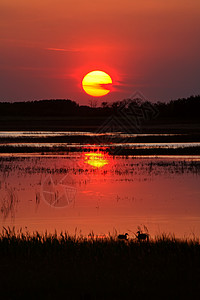 在萨斯喀彻温池塘外晒太阳风景反射鸭子地平线剪影国家水禽农村乡村图片