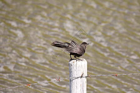 在萨斯喀彻温池塘的 女性布鲁尔黑鸟图片