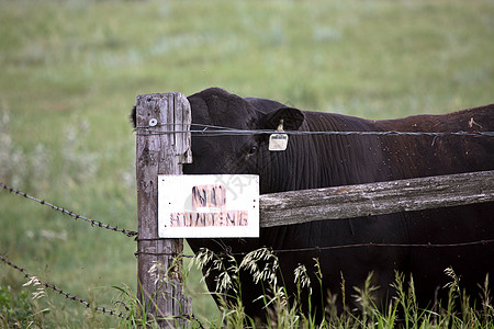 萨斯喀彻温黑安格斯公牛附近没有狩猎标志图片