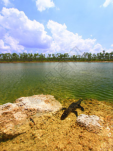 American 鳄鱼美洲鳄鱼密西西比斯生物学森林国家鼻子松树公园全景针叶树生活危险图片