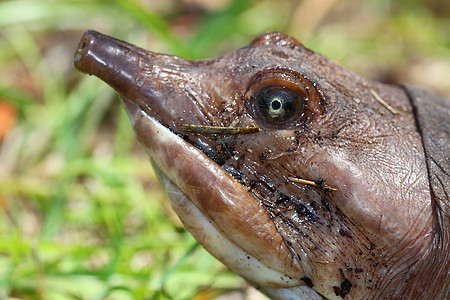 Florida软壳海龟鲍鱼发酵疱疹眼睛生态爬行动物公园荒野铁氧体乌龟动物野生动物图片