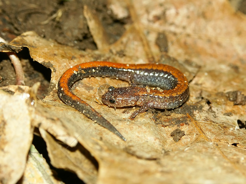 红后萨拉曼疱疹宏观红色生物学动物野生动物踢球动物学生态动物群图片