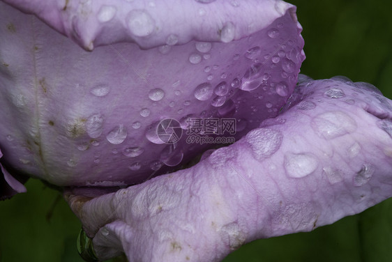 湿紫玫瑰生活玫瑰花瓣花粉婚礼宏观花束花园植物群植物图片