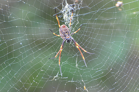 网上蜘蛛猎物网络蜘蛛网野生动物背景图片