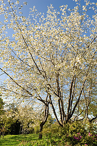樱桃国家花朵天空花园风景植物群叶子花瓣李子植物学图片