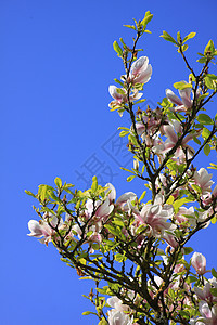 Magnolia 树绿色蓝色叶子天空树叶粉色玉兰图片