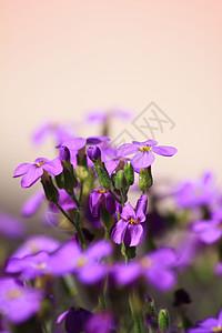 墙花花高山植物草本植物学花朵园艺图片