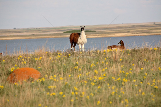 加拿大萨斯喀彻温省春季牧场的Llamas图片