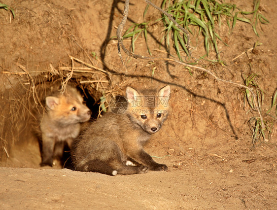萨斯喀彻温省入口处的红狐包照片小狗入口套件动物群食肉弹簧野生动物哺乳动物水平图片