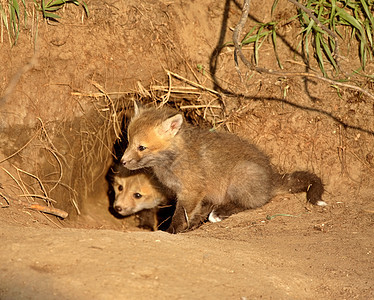 萨斯喀彻温省入口处的红狐包小狗入口水平哺乳动物食肉照片捕食者弹簧动物野生动物图片