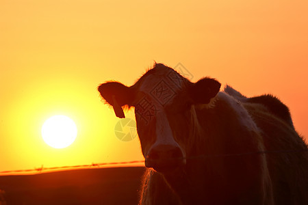 萨斯喀彻温的一头奶牛被晒太阳笼罩图片