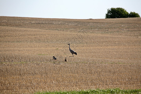在萨斯喀彻温与鸭子一起野外的沙丘鹤图片