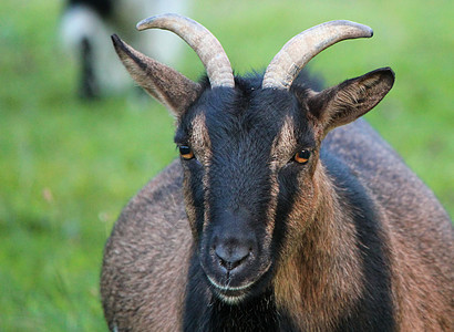 山羊的肖像耳朵农业黄蜂农场眼睛棕色身体黑色农田鼻子图片
