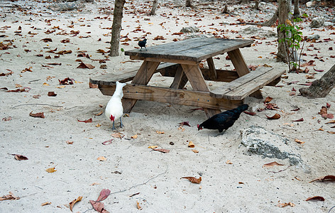鸡桌子鸟类白色海滩地区母鸡动物图片