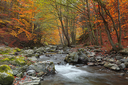 秋季河巨石银行公园植物群流动溪流岩石树叶林地远足图片