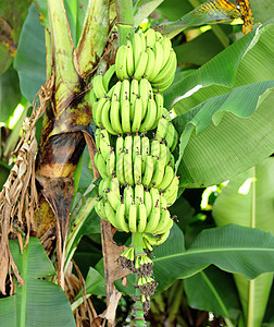 树上有香蕉植物生长藤蔓农场气候种植园营养旅行森林团体图片