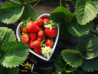 草莓在心脏形状的碗中团体种子浆果采摘食物农场农民生长季节种植园图片