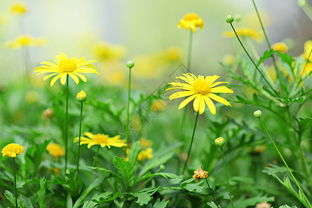 黄黄色花朵宏观花园种子花粉花瓣美丽树叶荆棘雄蕊植物图片