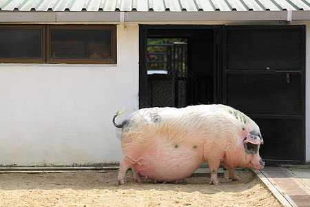 猪黑色小狗农场熏肉鼻子猪肉粉色图片