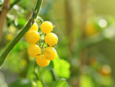 白番茄生长收成叶子植物农场养分蔬菜生产花园沙拉图片