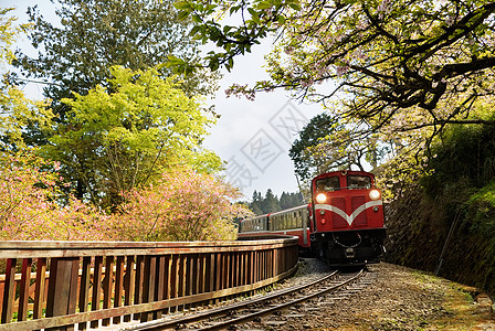 森林培训季节路线小路地标风景过境火车运输旅行吸引力图片