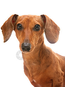 dachshund 混凝土宠物婴儿底毛朋友犬类白色红色棕色头发哺乳动物图片