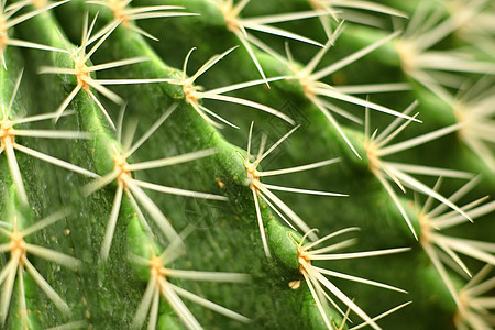 仙人掌特写生长沙漠地球危险植物植物学金子花园生活脊柱图片