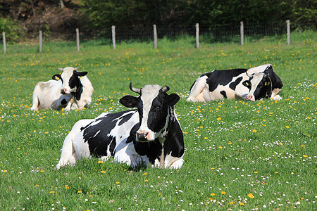 牛和牛牛奶丘陵牛肉牛扒村庄晴天奶制品天际动物农村图片