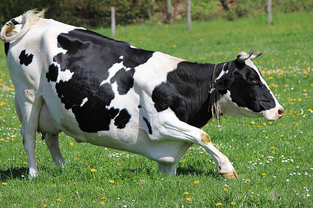奶牛动物农村白色哺乳动物农业草地天空场地小牛蓝色图片
