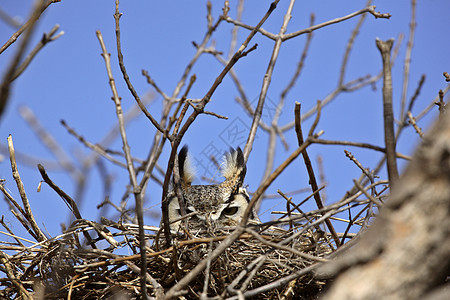 巢中的大角猫头鹰场景捕食者动物动物群野生动物照片乡村耳朵图片