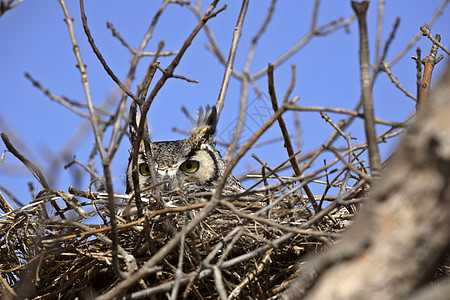巢中的大角猫头鹰动物动物群乡村捕食者照片耳朵野生动物场景图片