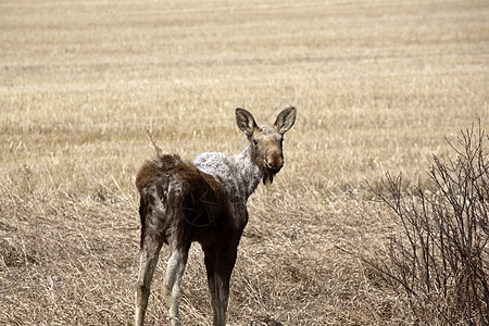 早春幼鹿哺乳动物照片季节性水平小牛保护打猎乡村野生动物动物群图片