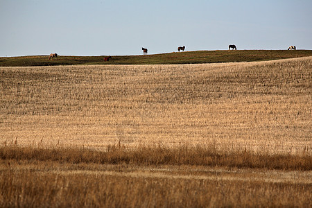 萨斯喀彻温省放牧量上升的马匹图片