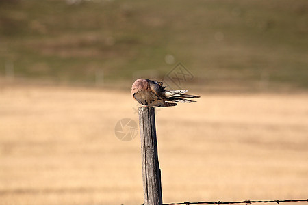 在萨斯喀彻温省栅栏站被困照片荒野野生动物保护动物群水平鸽子邮政栖息地图片