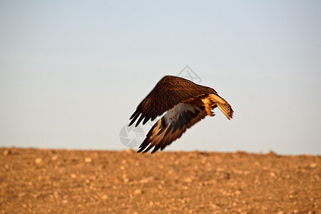 大非洲之角猫头鹰在萨斯喀彻温逃亡水平捕食者动物群乡村场景野生动物照片动物航班受保护图片