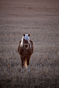 萨斯喀彻温日落期间牧草场的沙特兰小马牧场农场农村动物照片场景乡村旅行图片