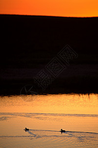 日出照明鸭在坑洞中游泳窗台鸭子国家景观风景乡村旅行灯光地平线农村图片
