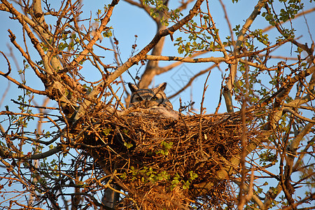 巢中的大角猫头鹰照片乡村场景水平保护捕食者动物群野生动物动物图片