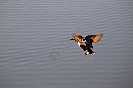 从萨斯喀彻温的池塘起飞栖息地大草原保护荒野水平猎鸟铲子鸭子水禽野生动物图片
