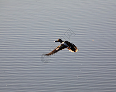从萨斯喀彻温的池塘起飞野生动物荒野大草原栖息地水禽铲子保护猎鸟照片动物群图片
