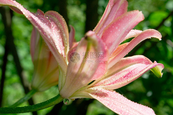 粉红百合雨滴美丽花园花束水滴蓝天植物花瓣草地花朵图片