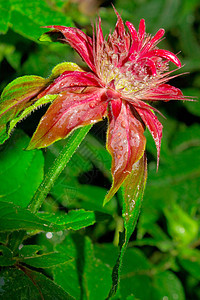 贝加莫特瘘管韭菜茴香荒野蜜蜂花费野花薄荷植物植物学图片