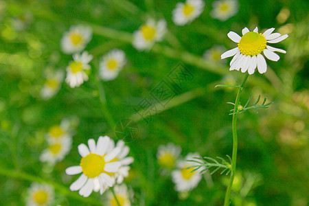 喀麦隆季节太阳场地风景野花洋甘菊草地甘菊生长雏菊图片