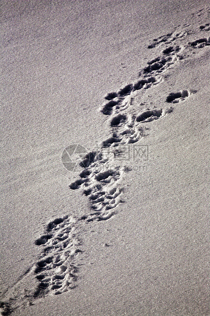 雪中的狼脚足迹图片