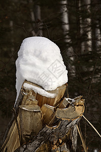 立木上积雪的重雪包图片