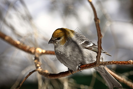 冬季白翼十字日记野生动物照片动物群针叶林水平荒野图片